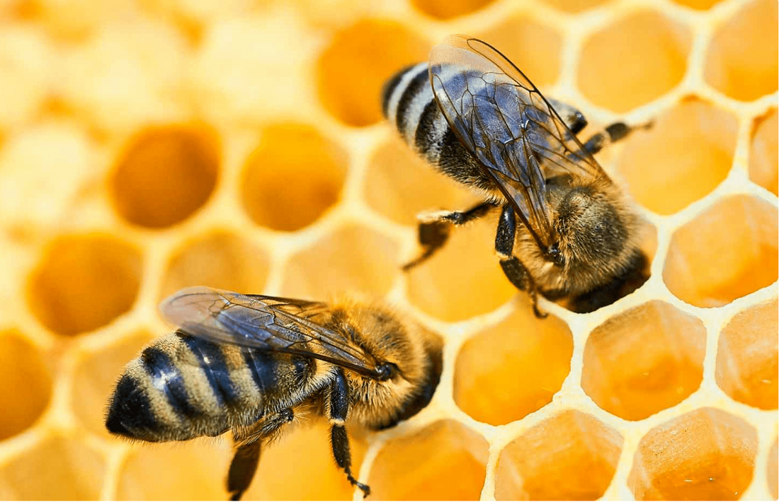 To Bee Or Not To Bee