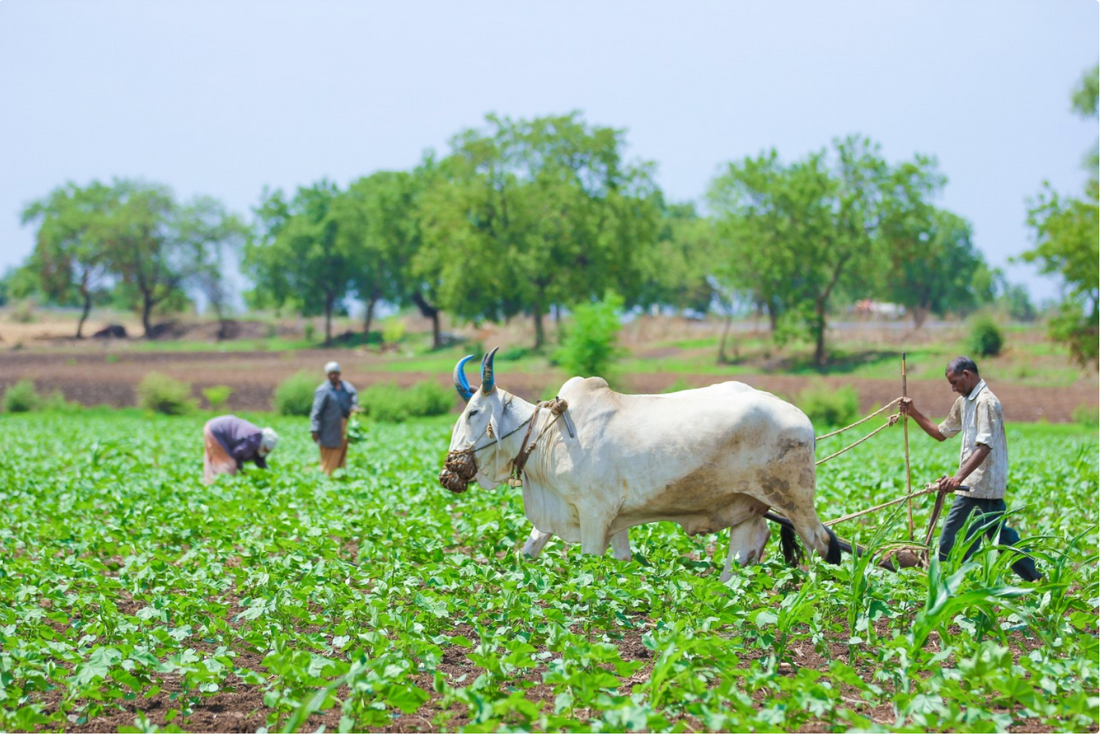 Why Farmer-Friendly Products Matter And How They Can Protect The Planet