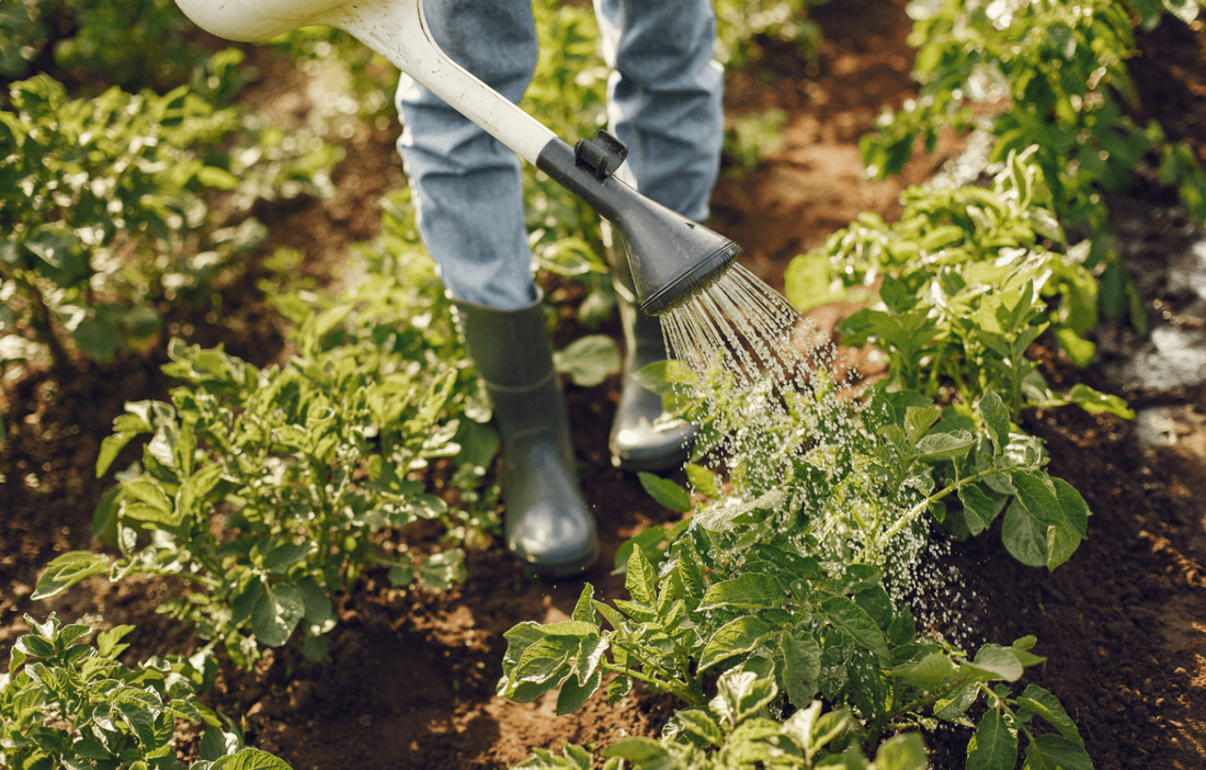 What Are The Benefits Of Eating Locally Grown Foods?