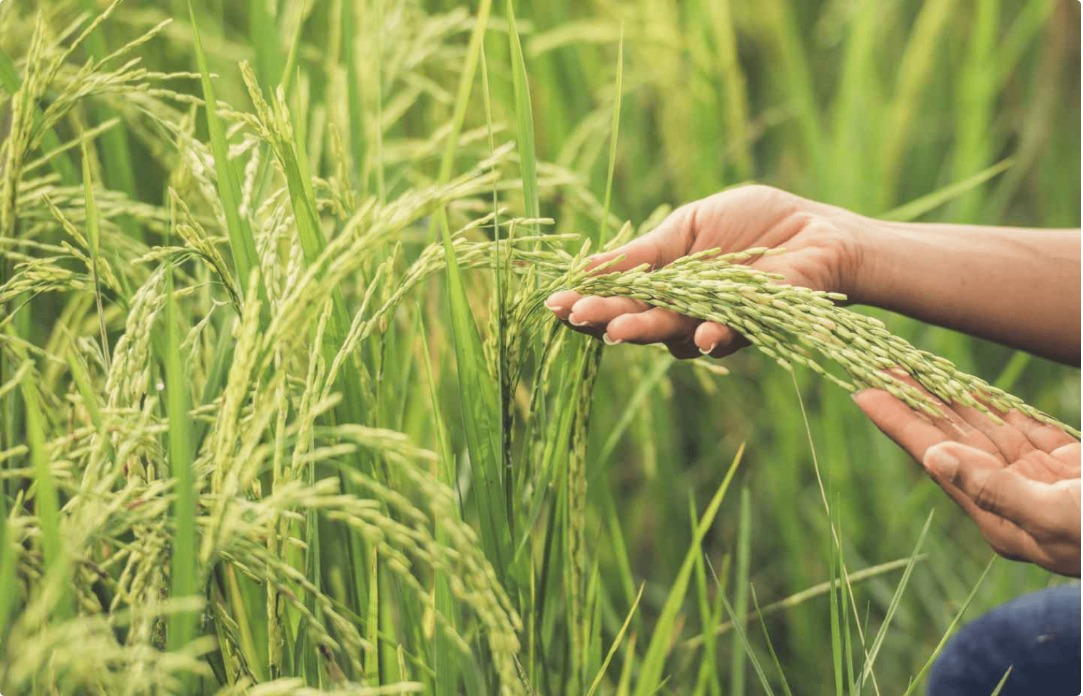 Leading The Pesticide-Free Revolution – #SafeFood for a Healthier Life