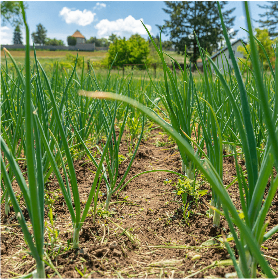 What is a Pesticide and why is it bad for your lifestyle?