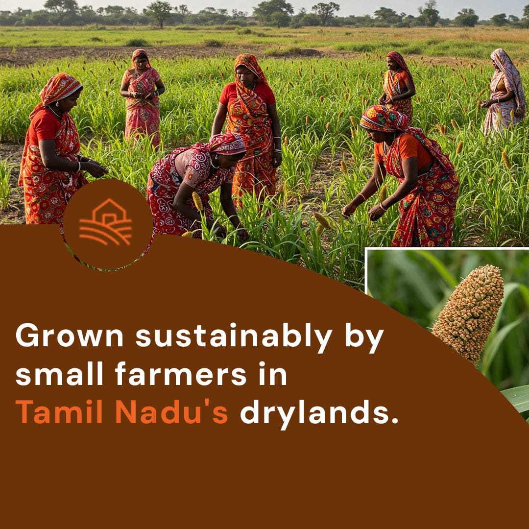 Safe Harvest Little Millet grown sustainably by small farmers in Tamil Nadu drylands without synthetic pesticides.
