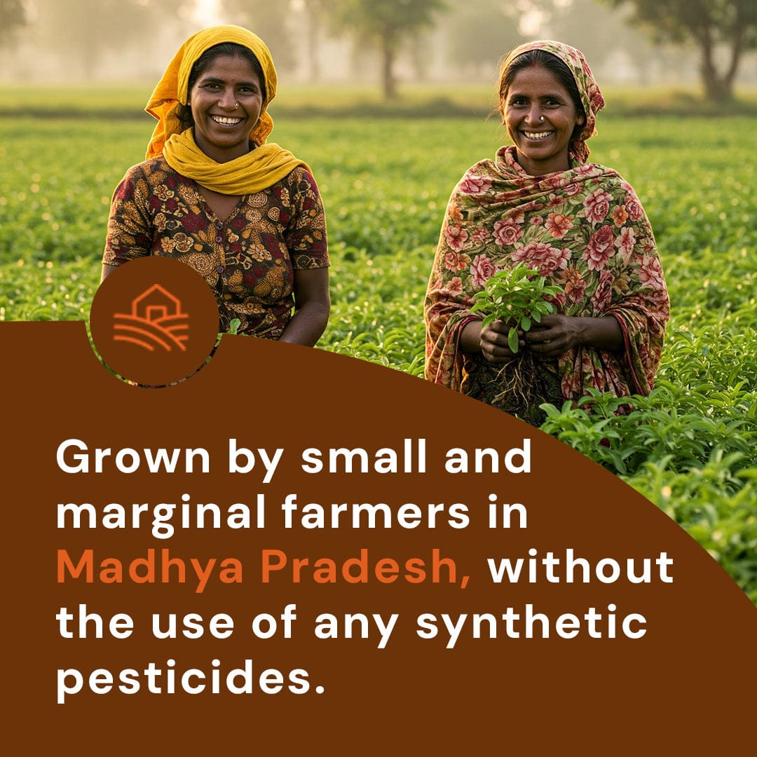 Basil Seeds Pesticide-Free 250g