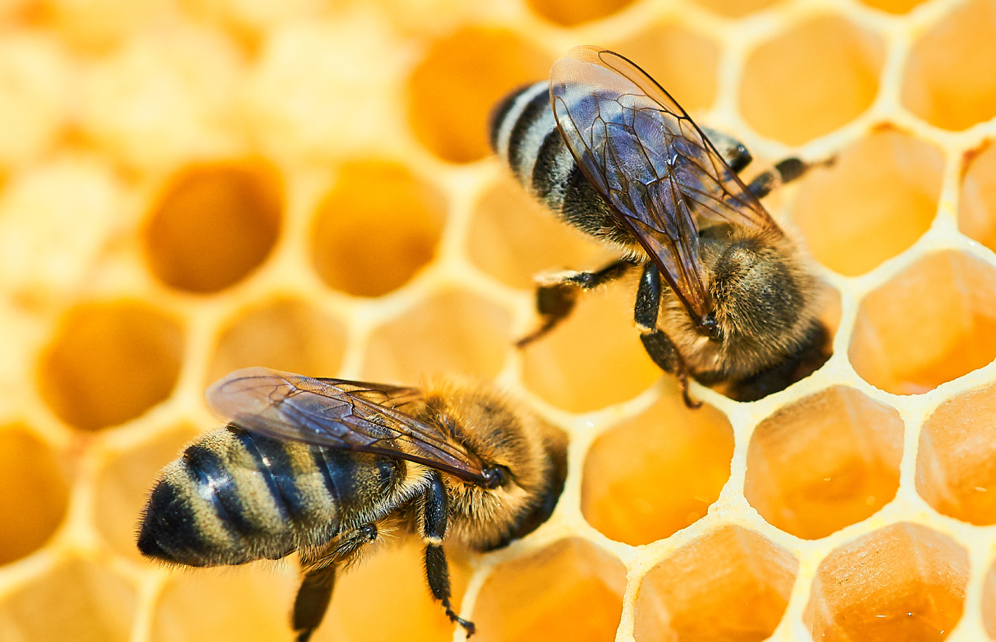 to-bee-or-not-to-bee-safe-harvest